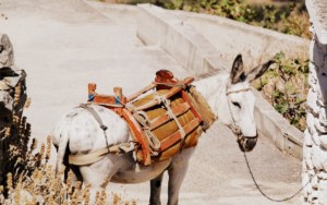 The donkey in Amorgos