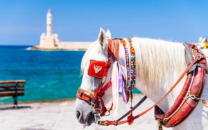One of the horses from the carriages that exist in Chania