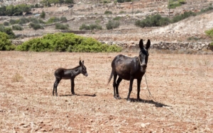 The donkeys in Kasos