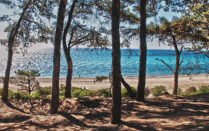 The forest near the sea in Sami, Kefalonia