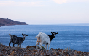The goats of Samothrace