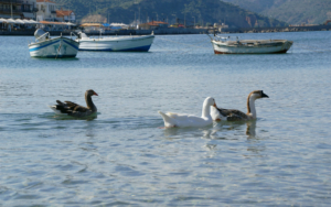 The small fishing boats and ducks in the sea of Gytheio
